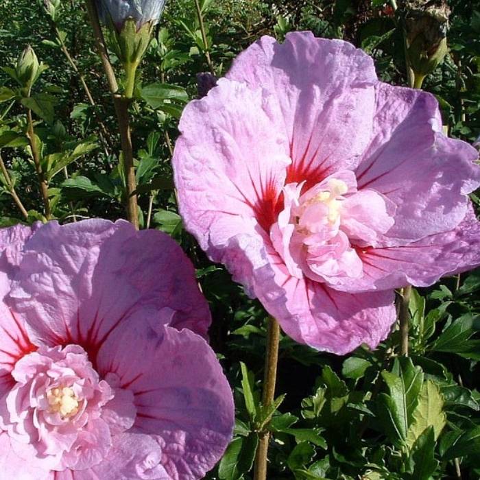 Syrisk rose, Hibiscus 'Lavender Chiffon'