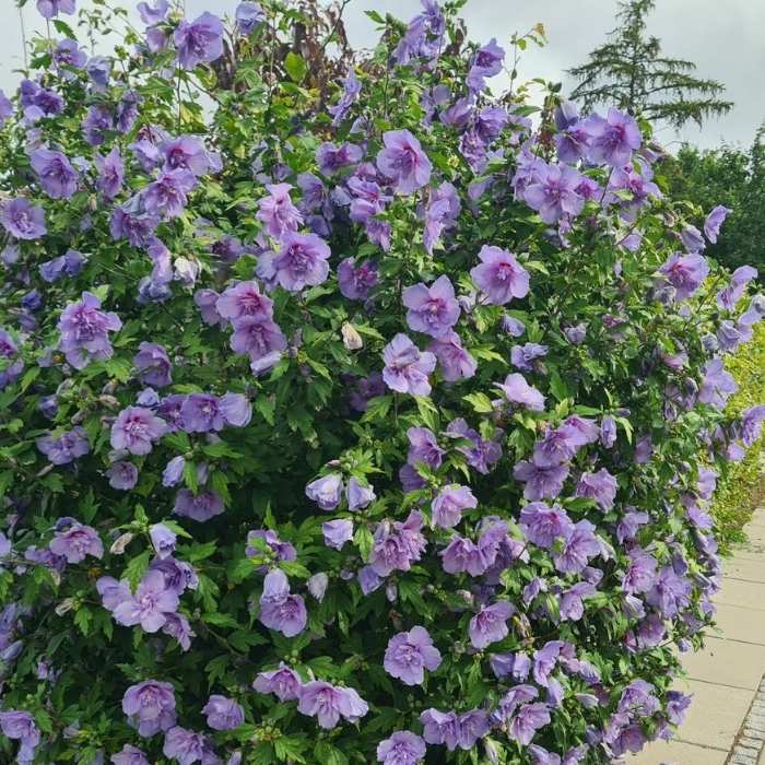 Syrisk rose, Hibiscus 'Lavender Chiffon'