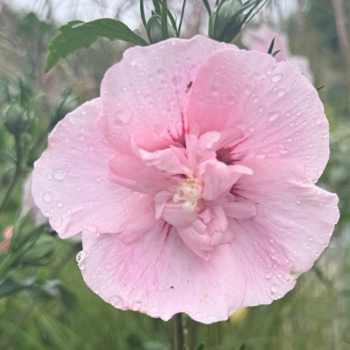 Syrisk rose, Hibiscus ‘Pink Chiffon’ – 5 L potte