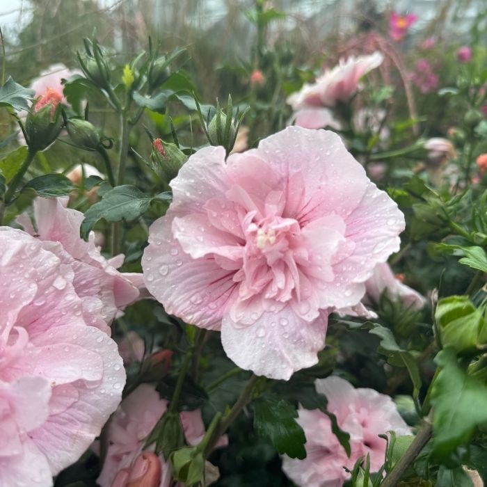 Syrisk rose, Hibiscus ‘Pink Chiffon’ – 5 L potte