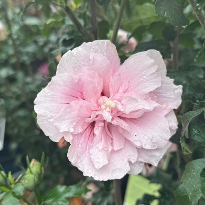 Syrisk rose, Hibiscus ‘Pink Chiffon’ – 5 L potte