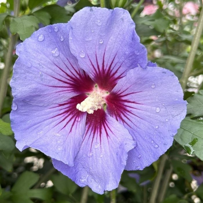 Syrisk rose, Hibiscus syr. 'Marina'