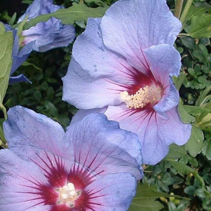 Syrisk rose, Hibiscus syriacus 'Blue Bird'