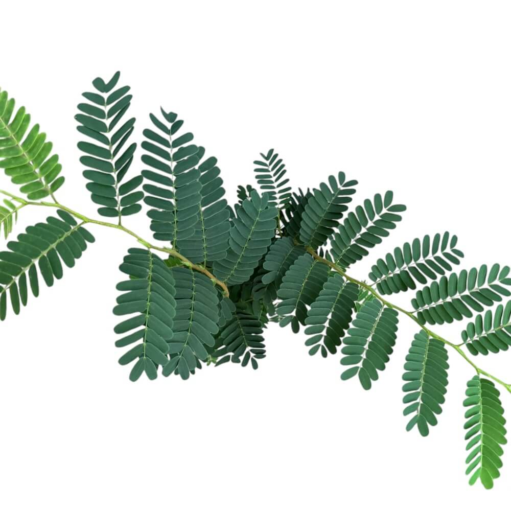 Tamarind, Tamarinde indica - 13 cm potte