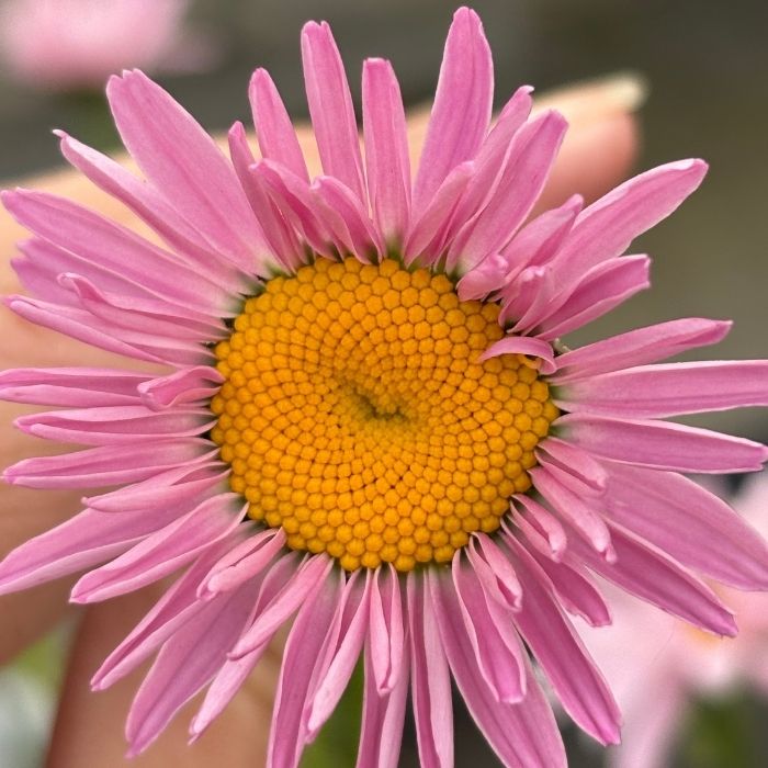 Rosenkrave, Tanacetum coccineum 'Robinson’s Rose'