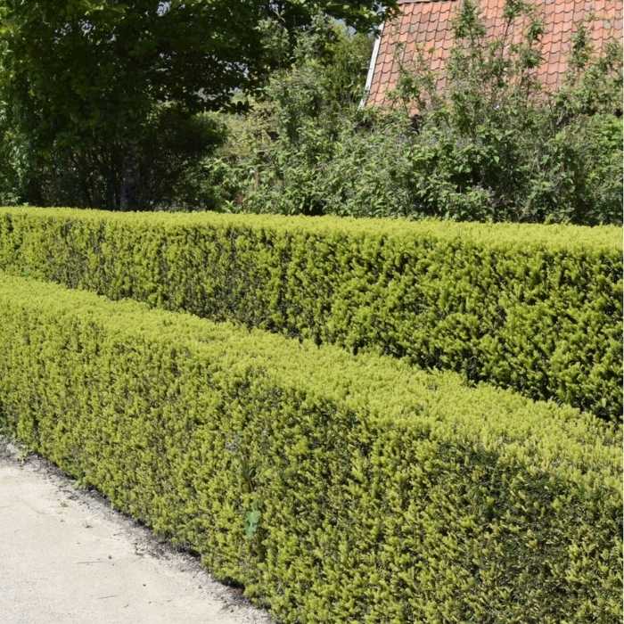 Alm. Taks hækplante, Taxus baccata