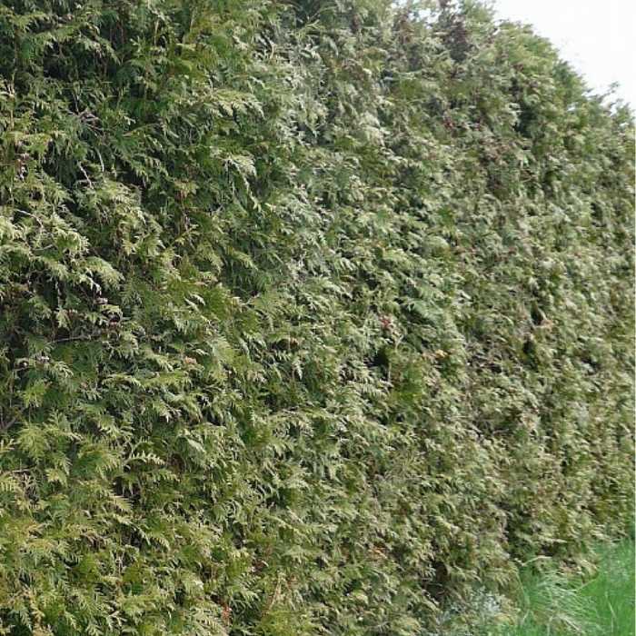 Thuja hækplante, occidentalis - 20-40 cm