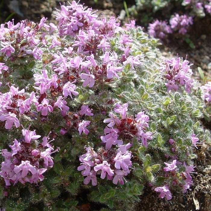 Timian, Thymus Pseudolanuginosus
