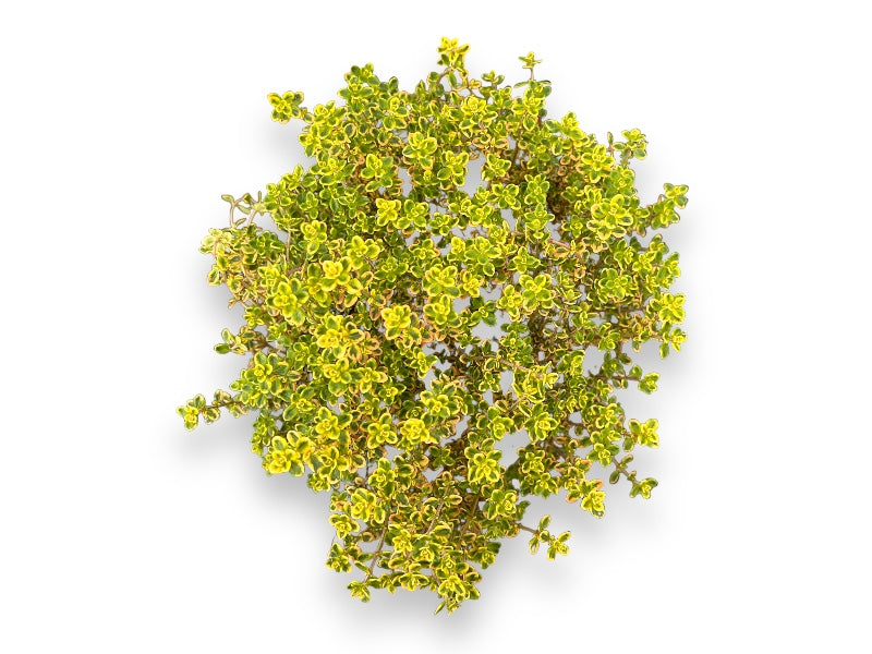 Timian, Aurea - krydderurt i potte til haveplantning.