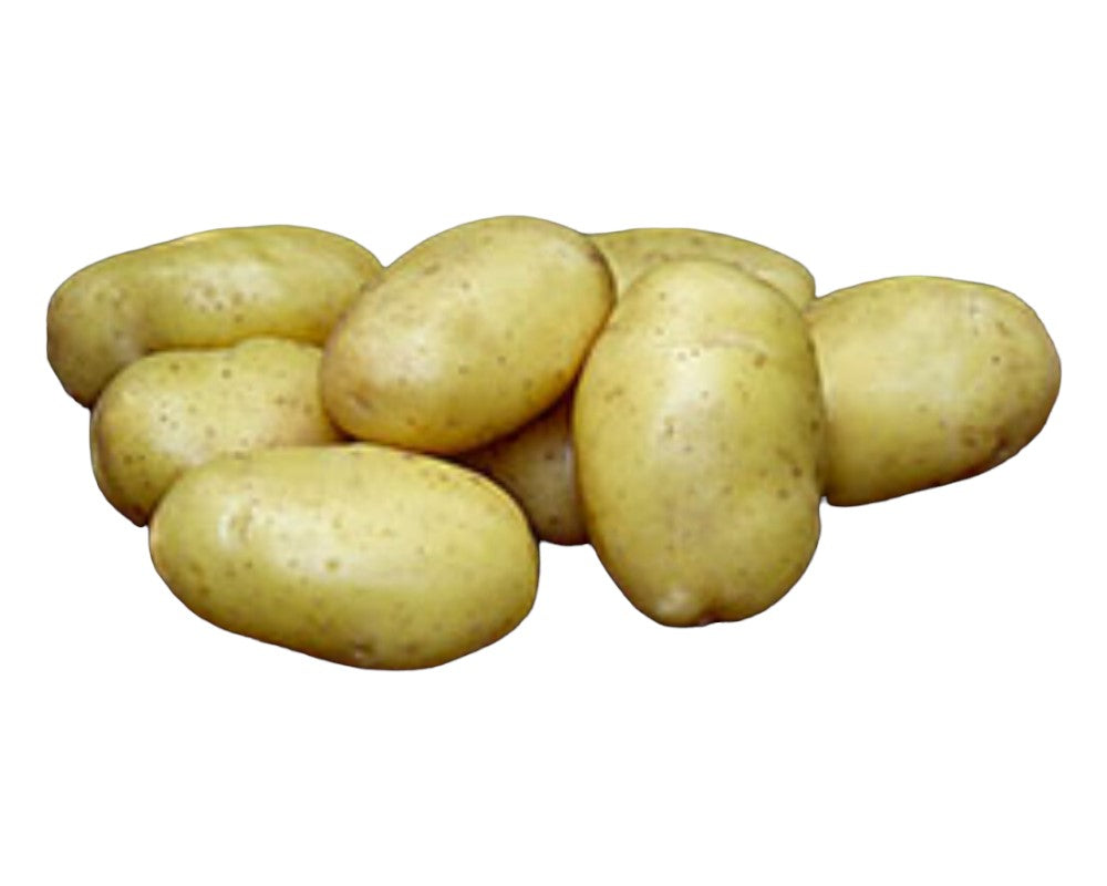 Læggekartoffel Tinca Øko 1,5 kg til køkkenhaven.