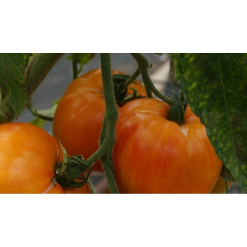 Toftegaard - Orange Russian 117