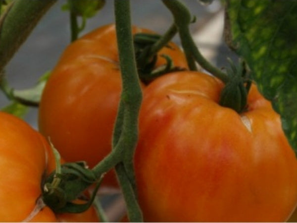 Toftegaard - Orange Russian 117