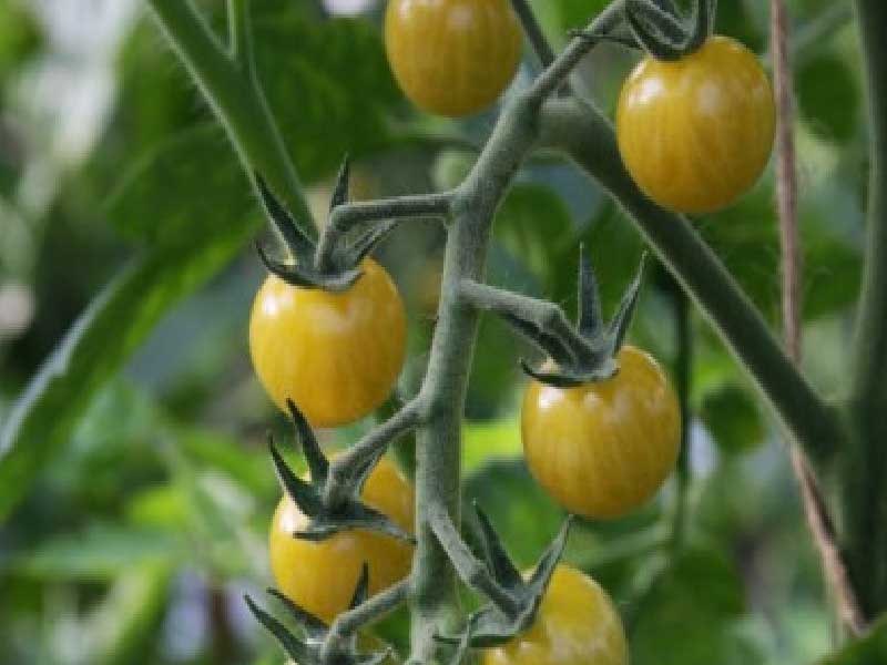 Tomatplante, drivhusplante, model: White Currant fra Toftegaard.