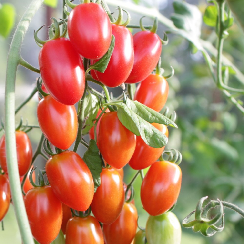 Tomatplante TOMAT ELENA i 11,5 cm potte.