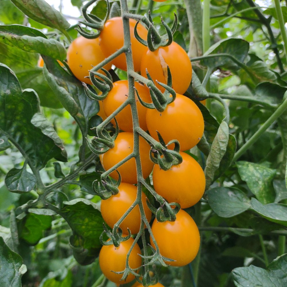 Tomatplante 'Krebs Honey Plum' 11,5 cm potte til drivhus.