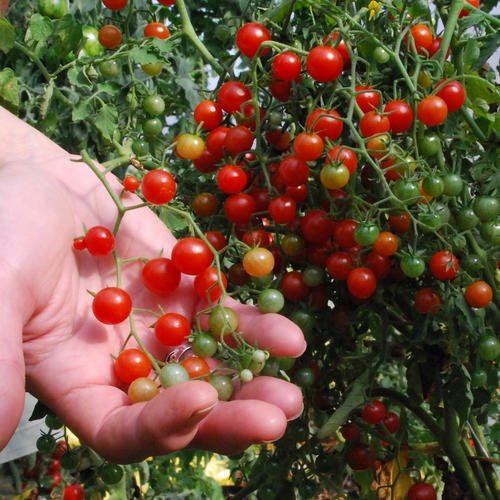 Tomatplante Tomat Red Currant i 11,5 cm potte.