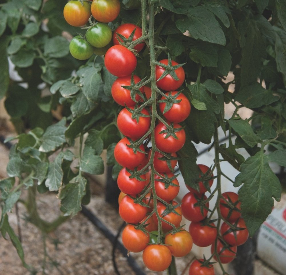 Tomatplante Favorita, 11,5 cm potte, til drivhus.