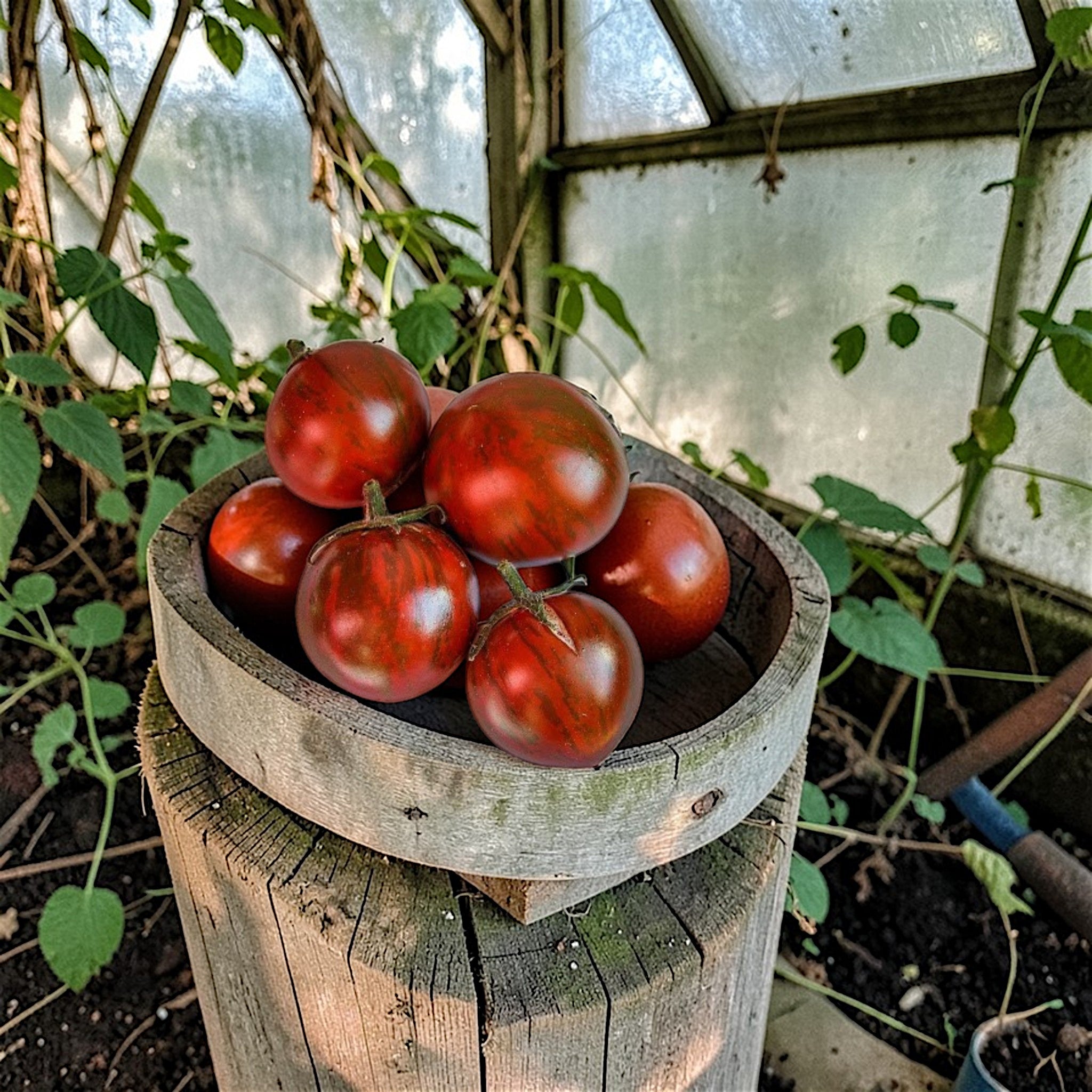 Toftegaard - Sortstribede