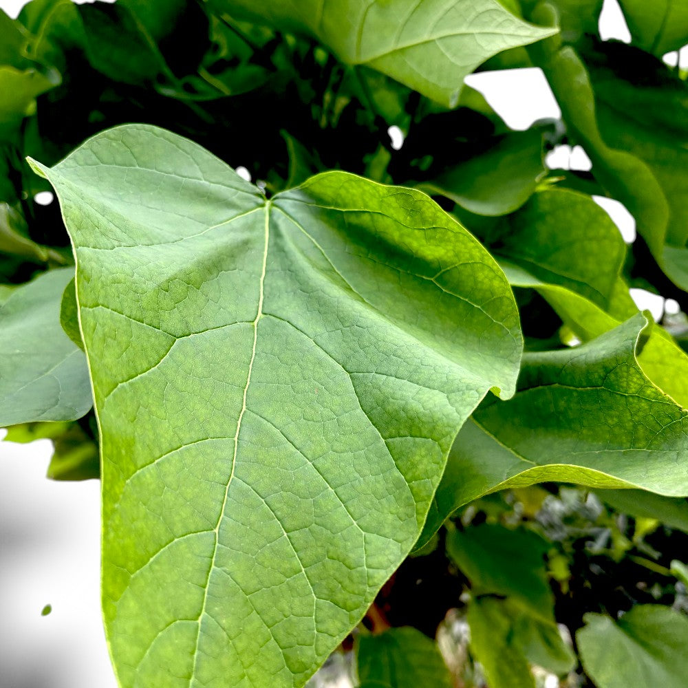 Trompetkrone, Catalpa bignonioides 'Nana' 150 cm stamme 14/16 cm 25 cm potte