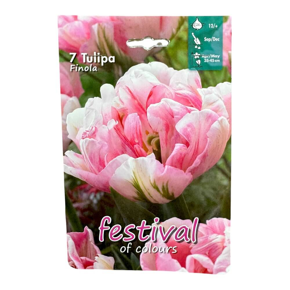 Tulipanløg, Tulipa 'Finola' – dobbeltblomstrende tulipan 
