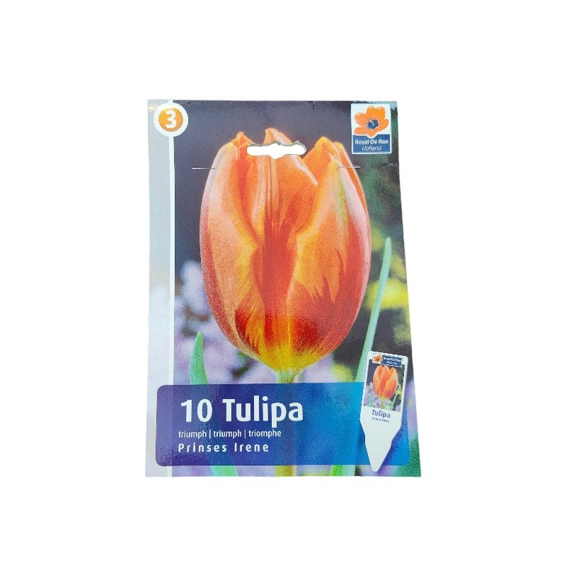 Tulipanløg TULIPA REMBRANDT Prinses Irene til haven.