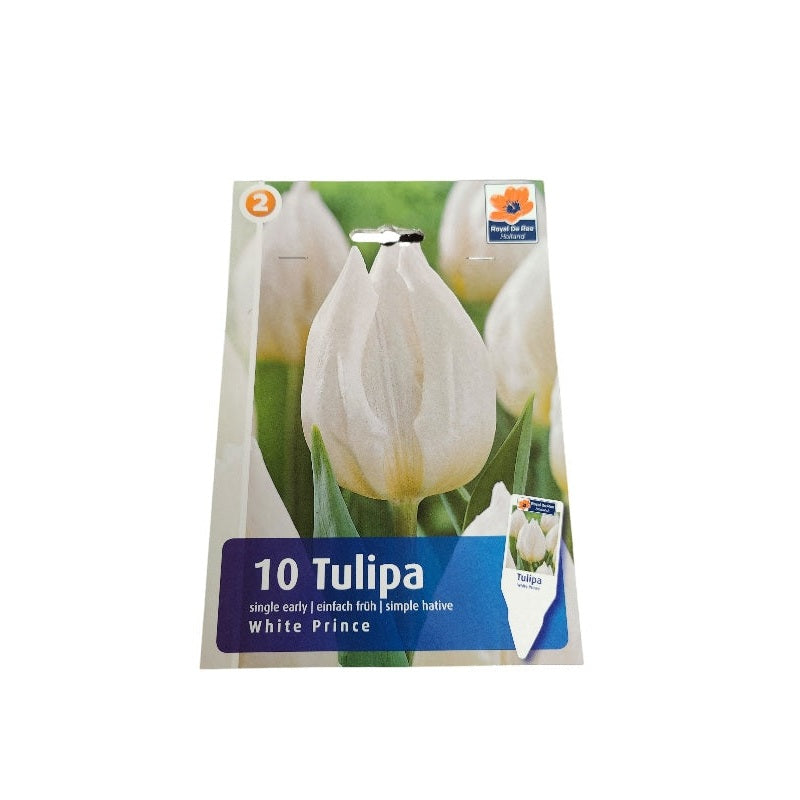 Tulipanløg, TULIPA SINGLE EARLY White Prince 11/12, blomsterløg til haven.