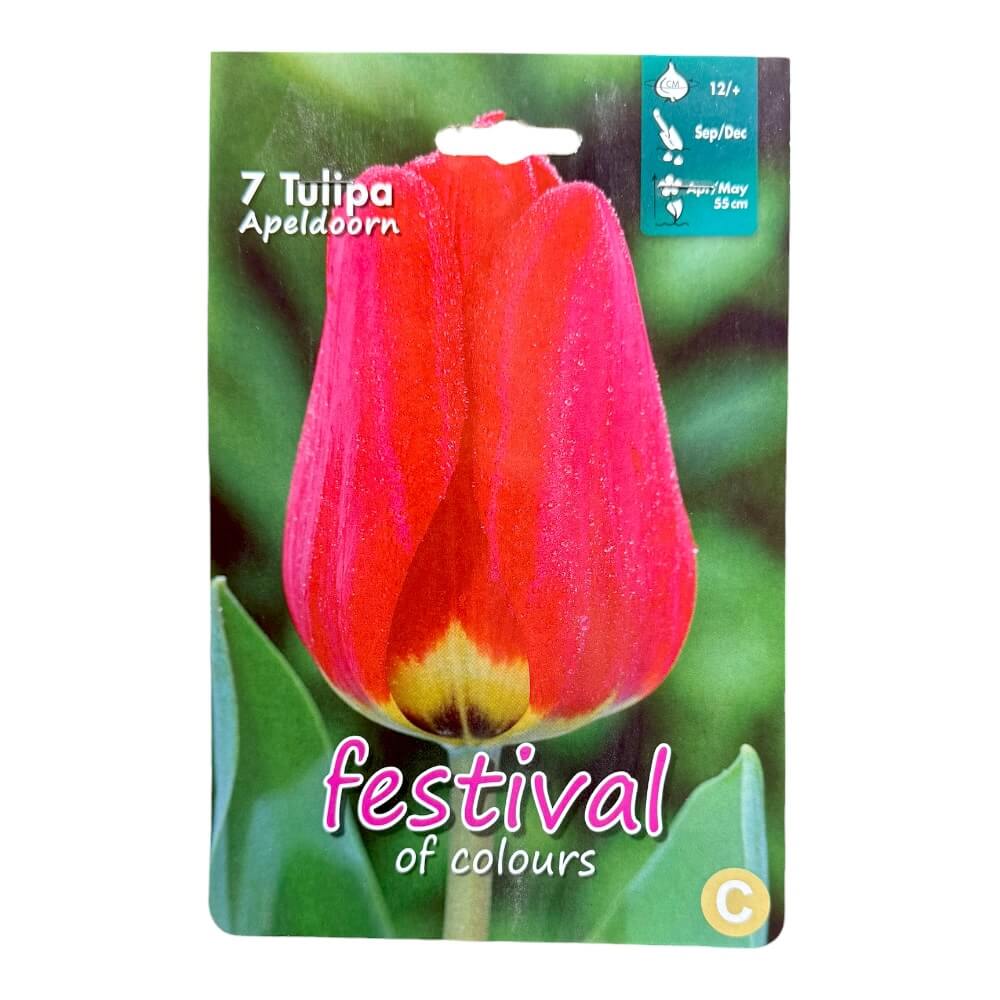 Tulipanløg, Tulips ´Apeldoorn´ - 7 stk.