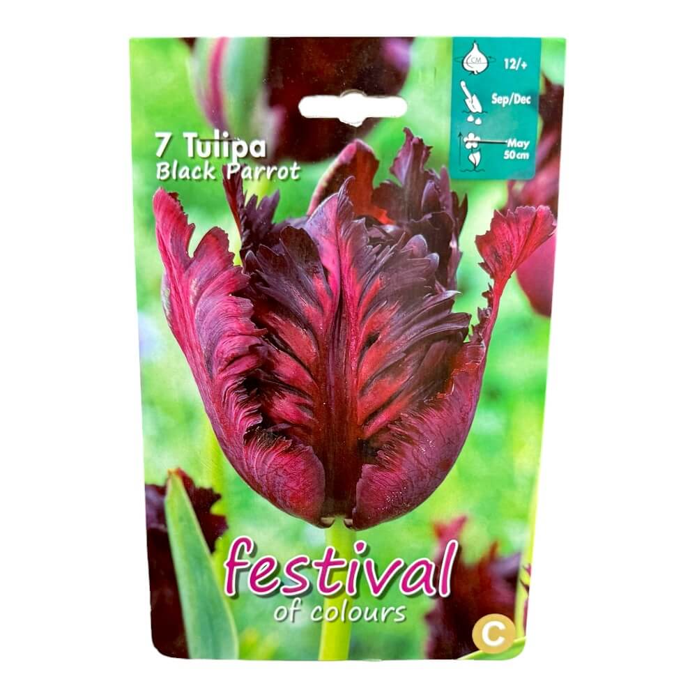 Tulipanløg, Tulips ´Black Parrot´ - 7 stk.