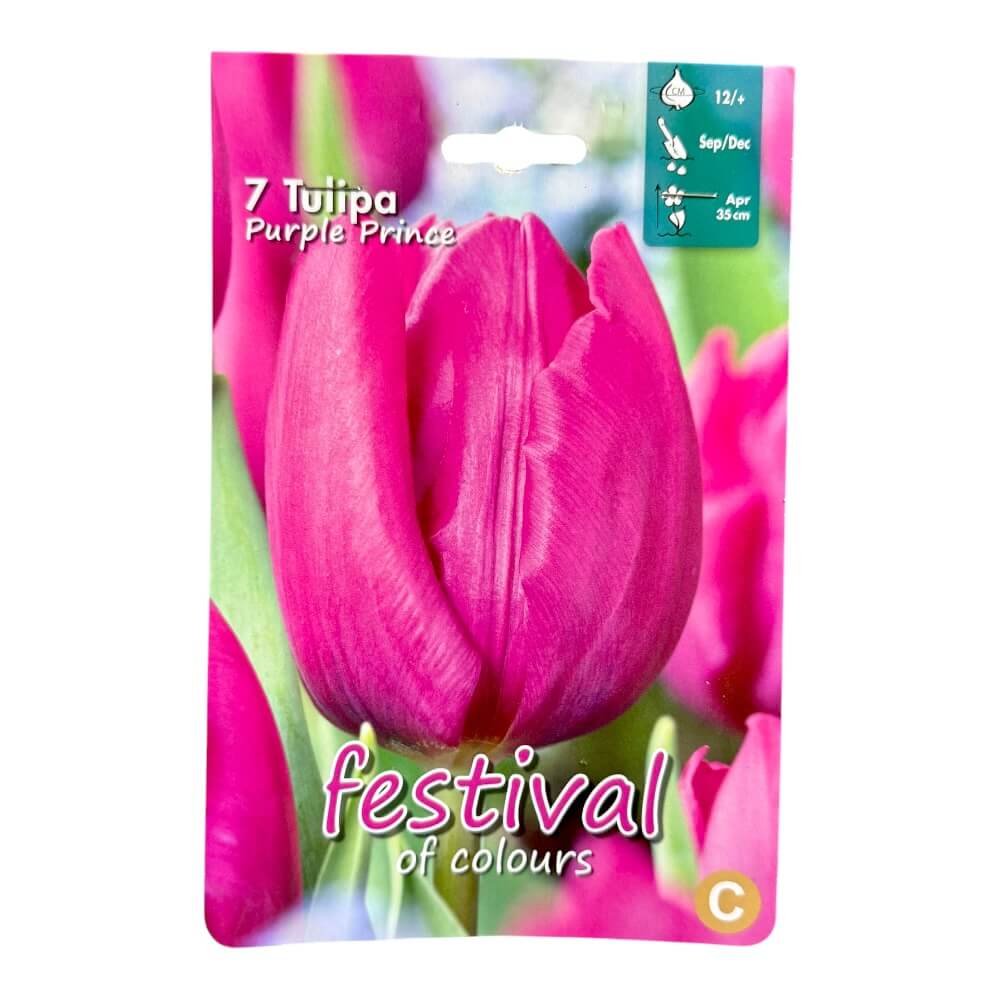 Tulipanløg, Tulips ´Purple Prince´ - 7 stk.