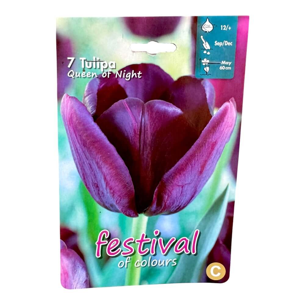 Tulipanløg, Tulips ´Queen of Night´ - 7 stk.