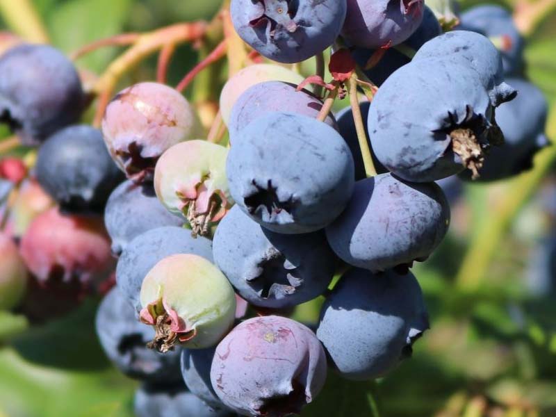 Blåbærbusk Vaccinium Blue Crop i 5 L potte.