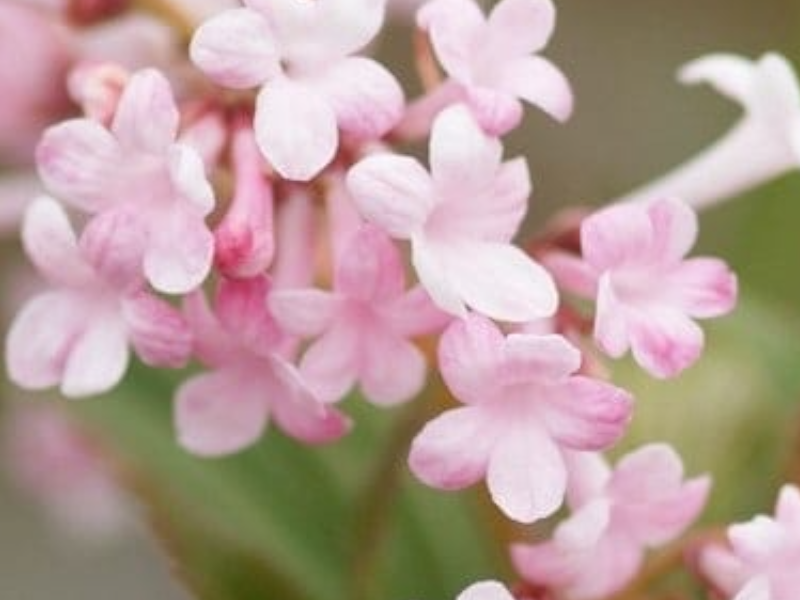 Kejserbusk Viburnum Bod. Charles Lamont i 5 L potte.
