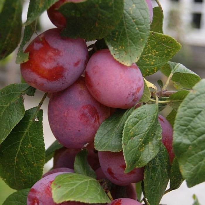 Blommetræ, Prunus Domestica ´ Victoria´ - 10 liter Potte