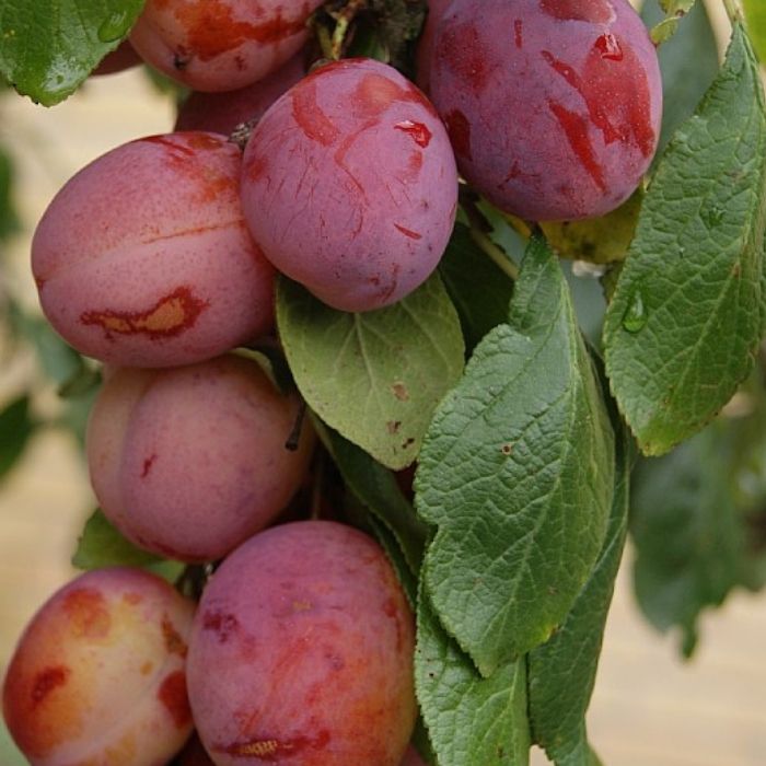 Blomme, Prunus domestica 'Victoria'