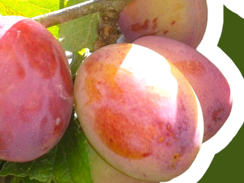 Blommetræ VICTORIA PRUNUS DOMESTICA IC S.J.-A til haven.