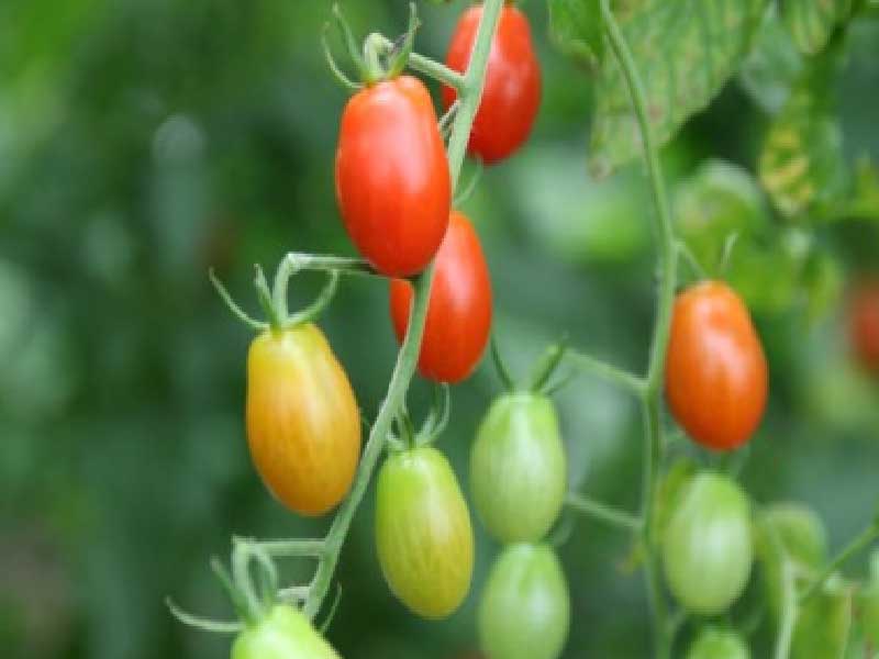 Tomatplante til drivhus, model Vildblomme fra Toftegaard.