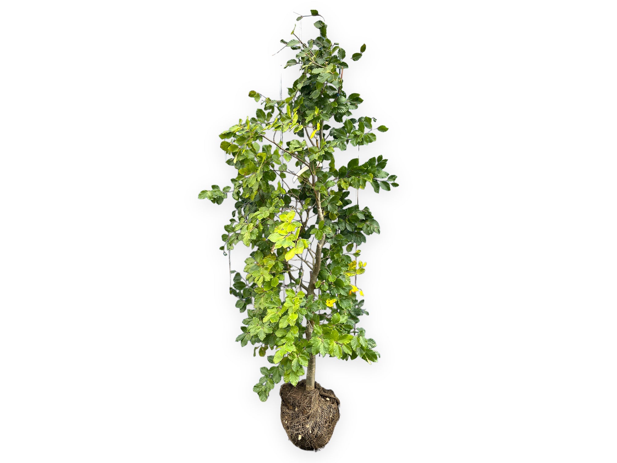 Villahæk Fagus Sylvatica, højde 140-160 cm.