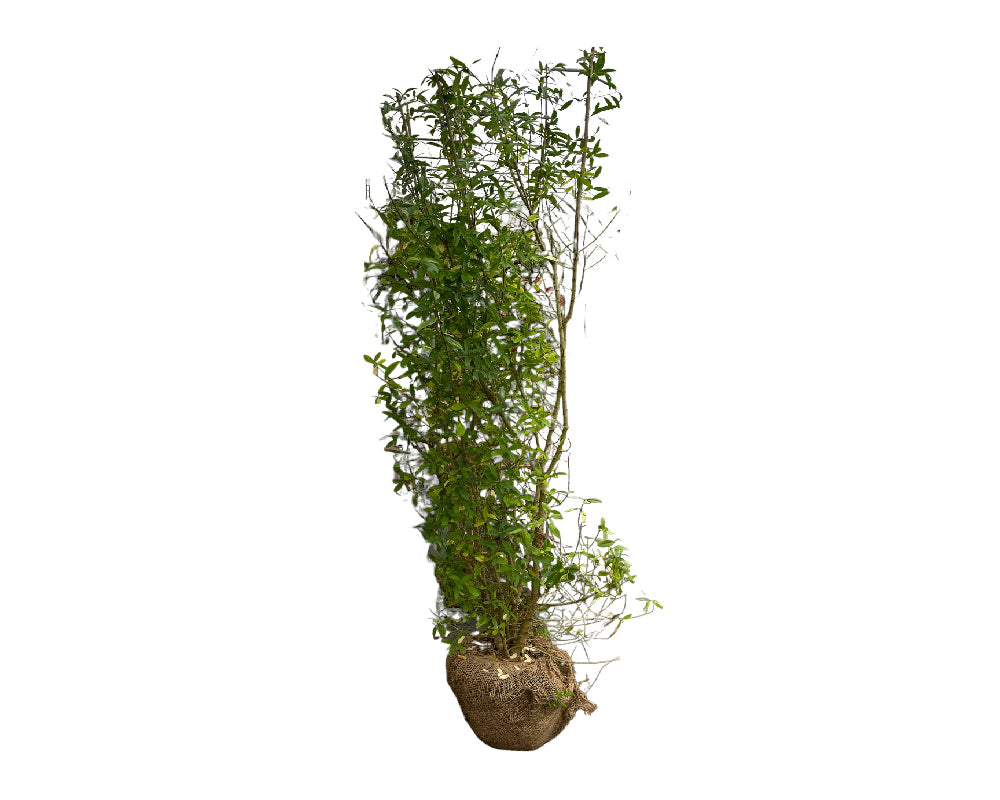 Ligustrum 'Liga' villahæk 140-160 cm.