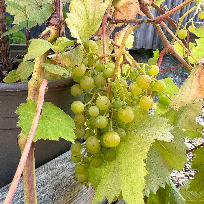 Vindrue, Vitis Primus