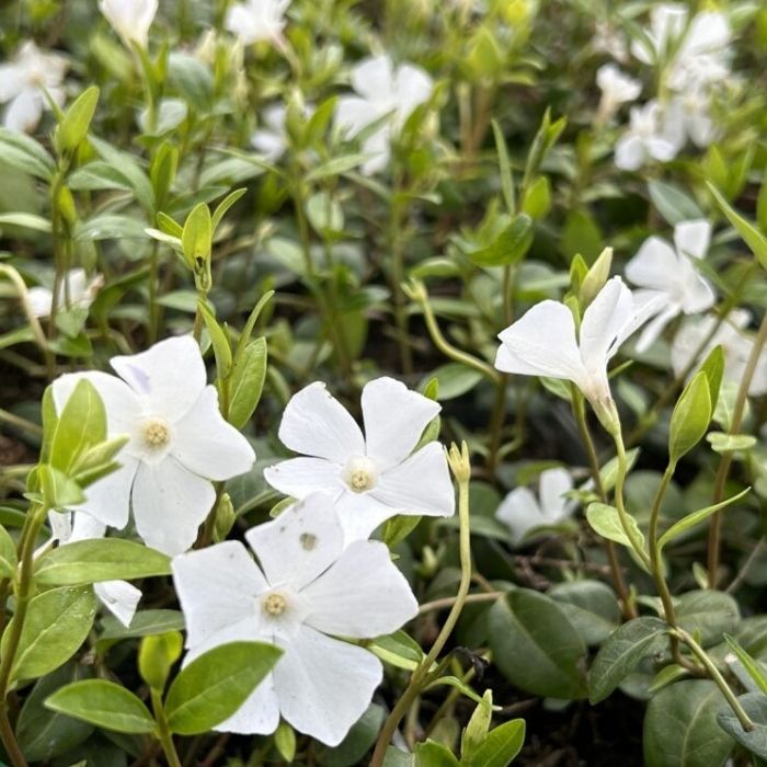 Vintergrøn, VINCA minor 'Alba'