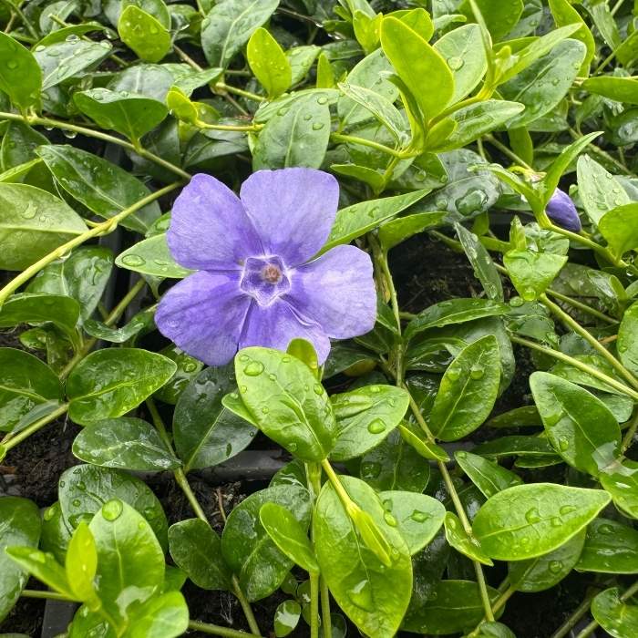 Vinca minor (blå)