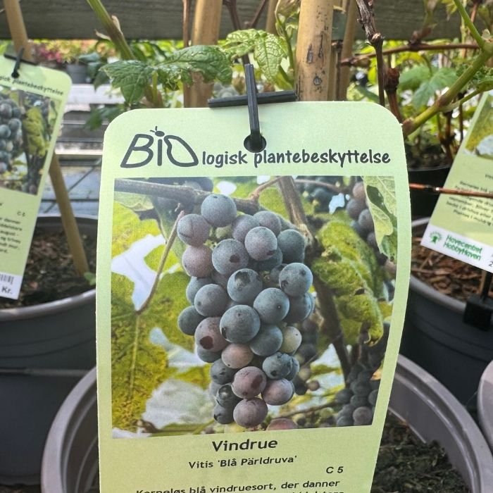 Vindrue, vitis 'Blå Pärldruva' – 5 liter potte