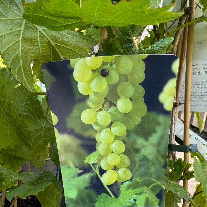 Vindrue, Vitis 'Himrod' - 3l potte - kerneløs