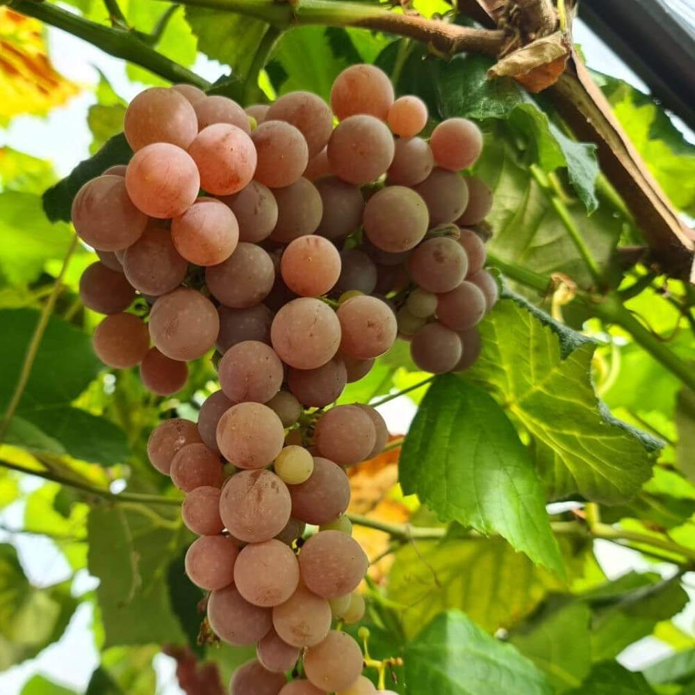 Vinplante, Vitis Einset - 5 L Potte