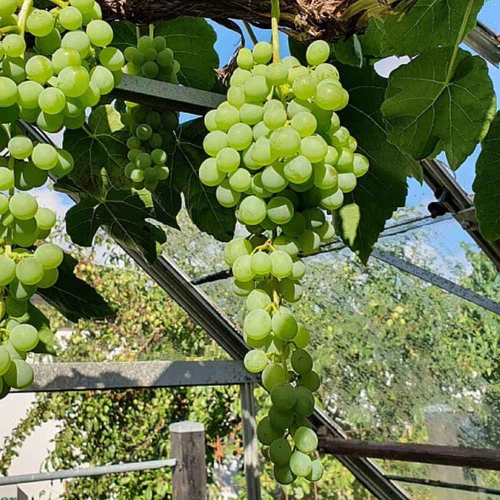 Vinplante, Vitis Himrod - 5 L Potte