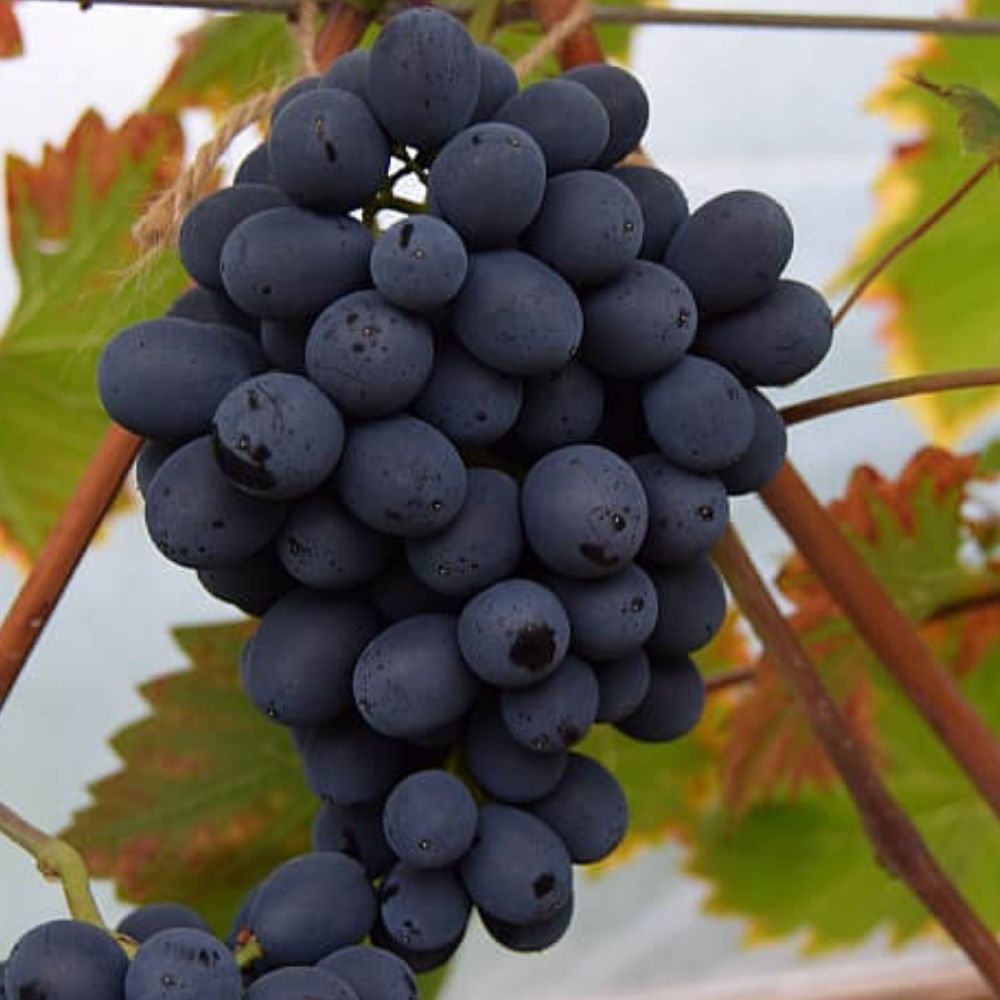 Vinplante, Vitis Nero - 5 L Potte