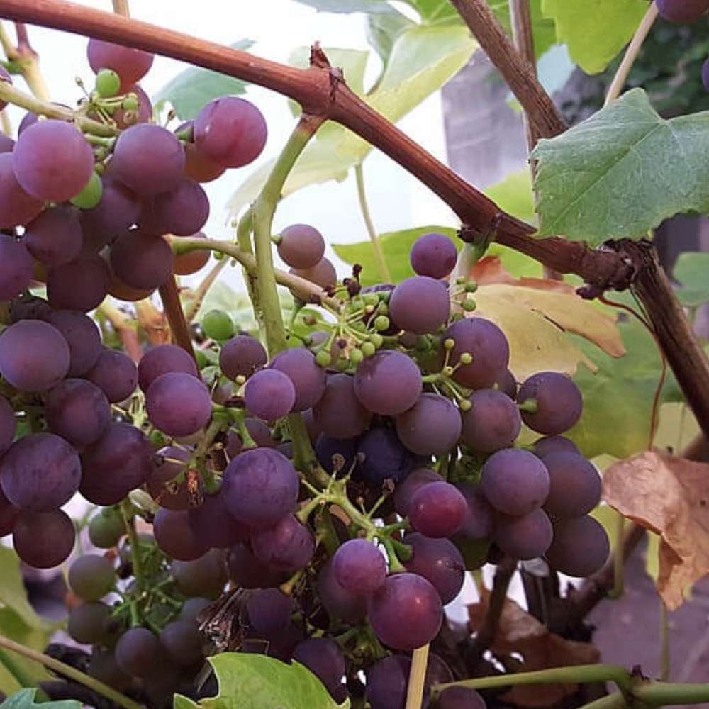 Vinplante, Vitis Vanessa - 5 L Potte