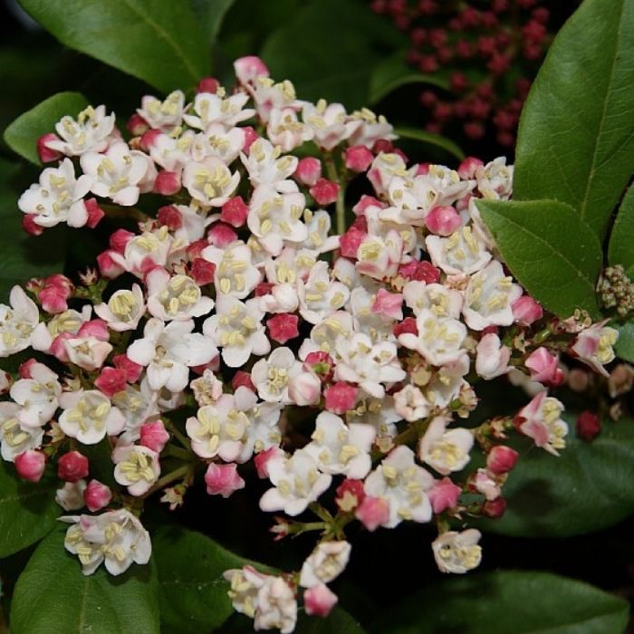 Vinter snebolle, Viburnum tinus 'Gwenllian'