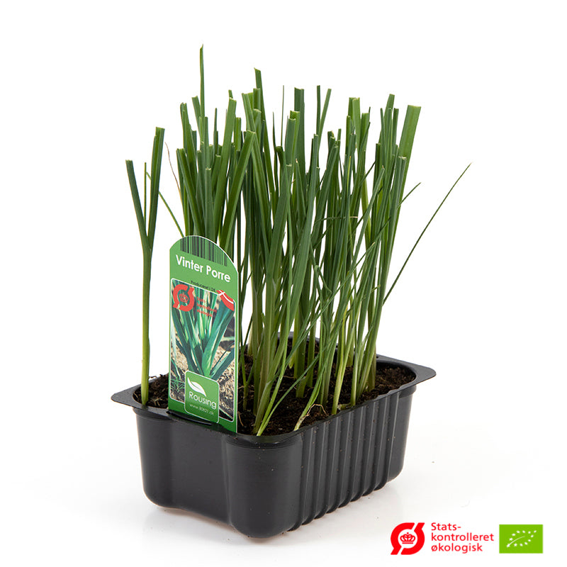 Porre Vinter I box - forspirret til køkkenhaven.