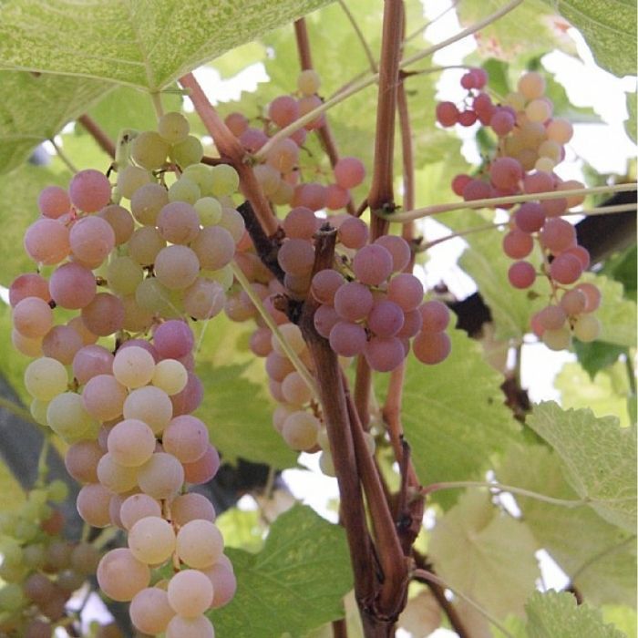 Vindrue (Kerneløs), Vitis 'Suffolk Red' - 3L potte